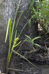 American bur-reed